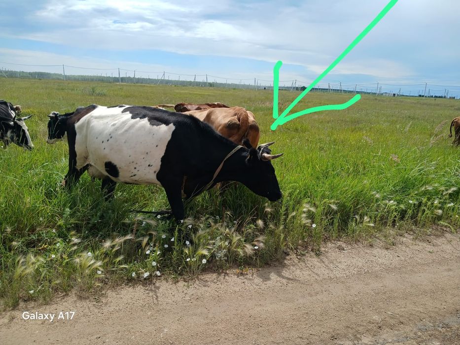 Продам Быка Семинтальской породы