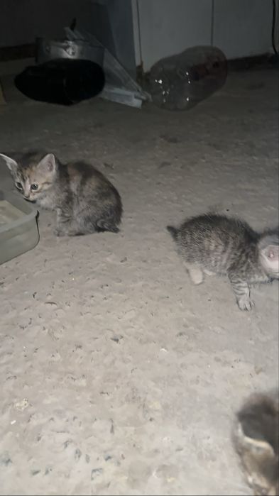 отдаю котят в добрые руки