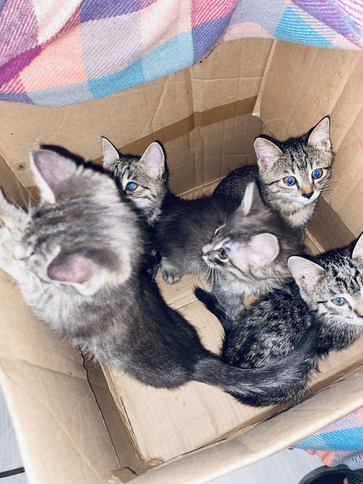 Кошки бесплатные