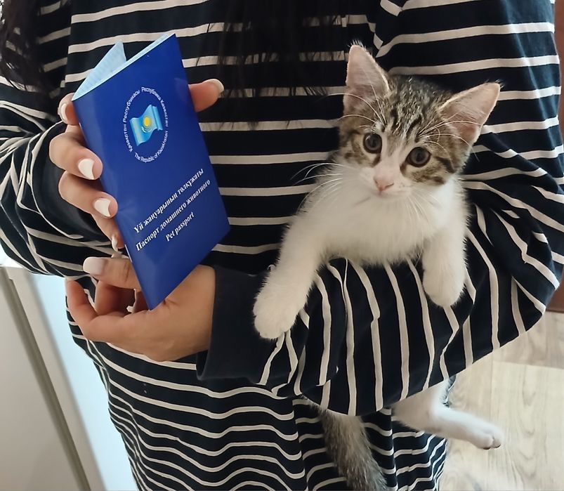 Котенок с паспортом в добрые руки