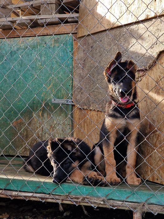 Щенок Немецкой овчарки