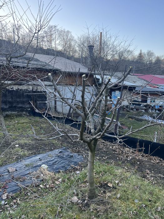 Curatare pomi fructiferi, tuya, plante ornamentale, irigatii