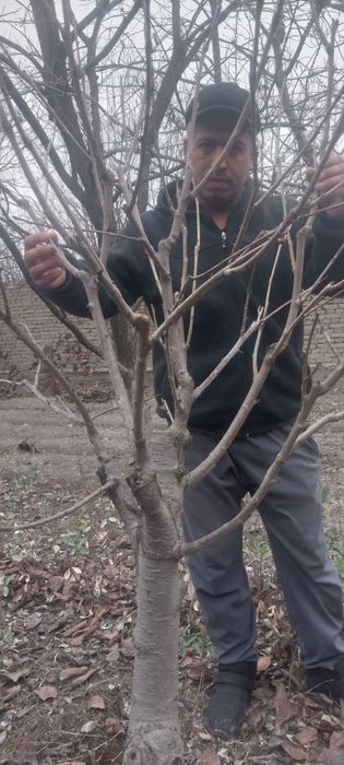 Котта дарахтлар.сотуви