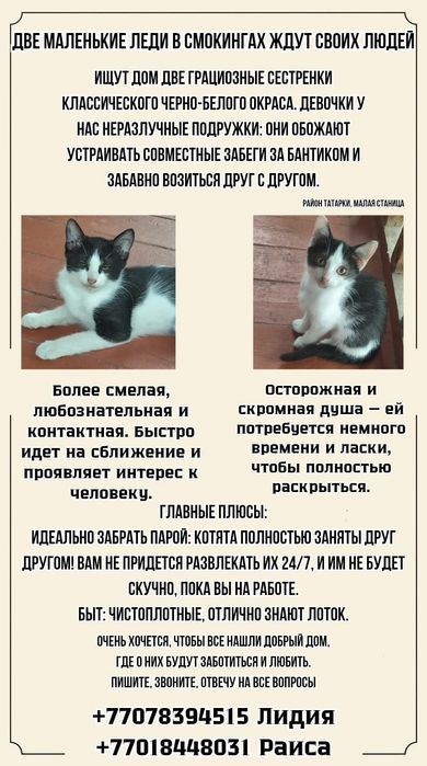Котята девочки .