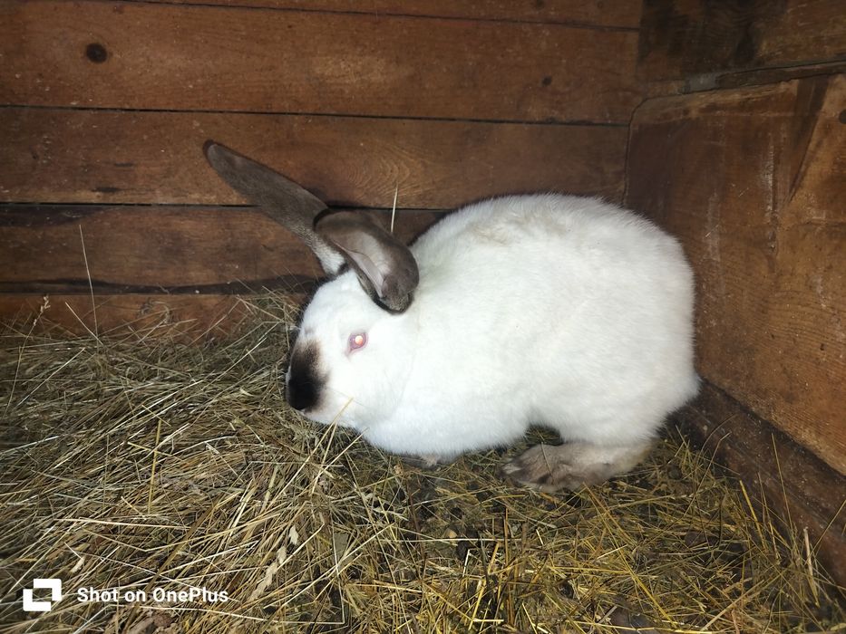 Iepuri diferite marimi