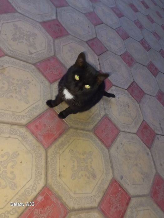 Отдам котят в хорошие руки