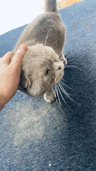 Шотладская вислоухая кошка