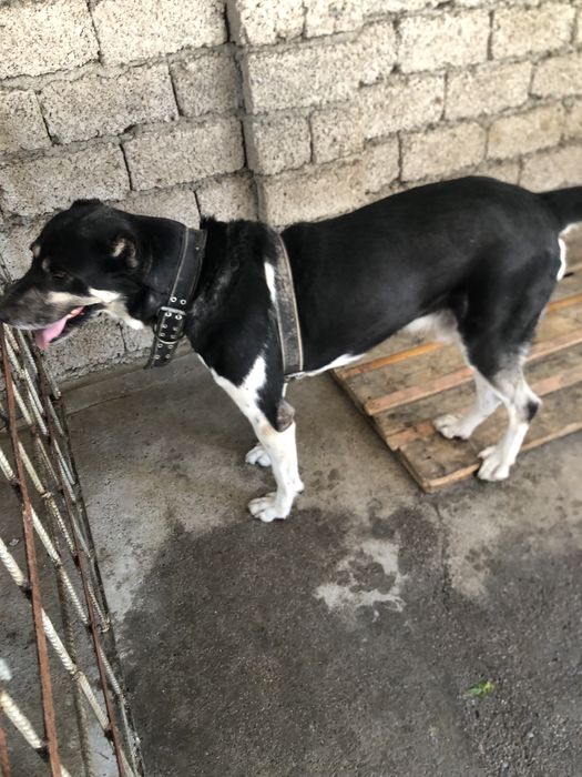 Продаеться Алабай