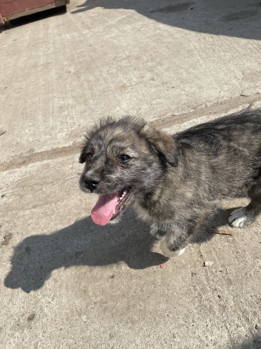 Ofer spre adoptie 3 pui de caine