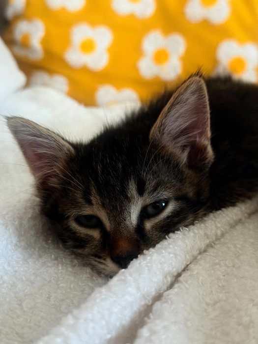 Мальчик котенок ищет семью