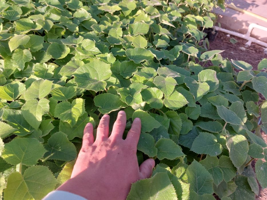 Павловния бор ФТЕ ва М1