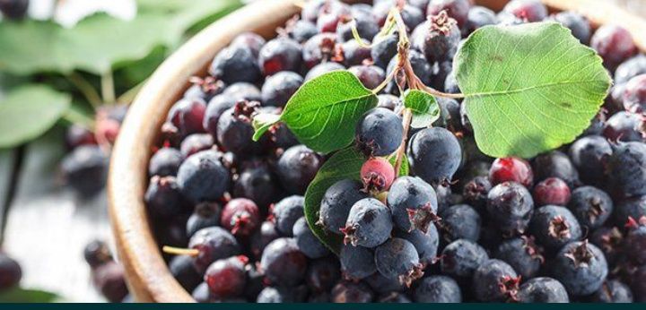 Ирга ягоды жидектер