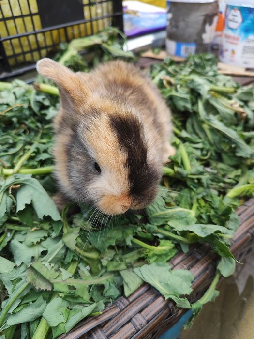Iepuri Angora, Cap de Leu & Belgian
