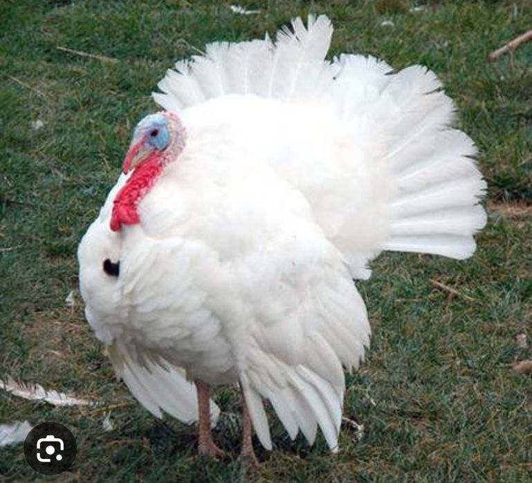 Индейка хайбрид грейд мейкер. Индюки хайбрид. Индюшата хайбрид конвертер. Хайбрид грейд мейкер индюки вес. Индюках мейкер.