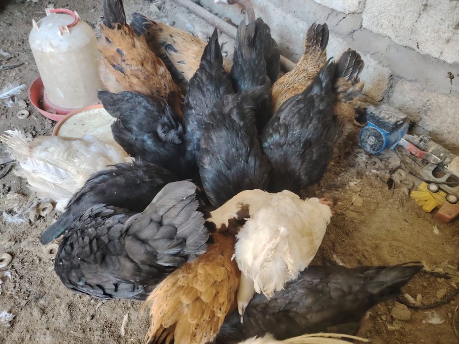 Домашнииие курицы цыпляята