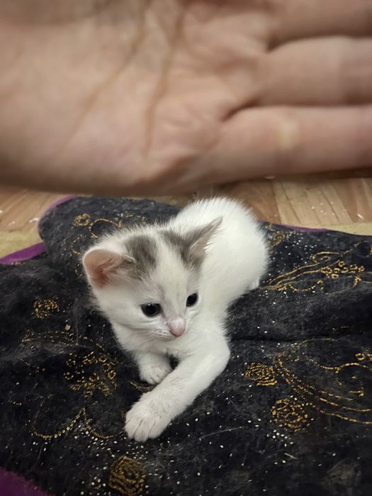 Кішкентай мысықтар сатылады