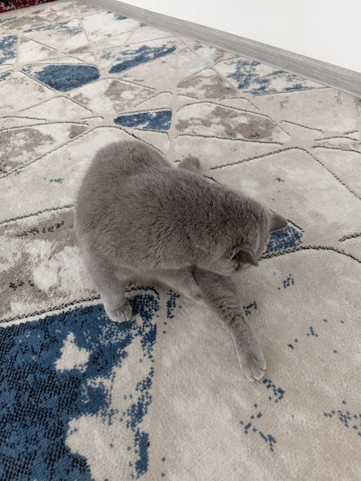 Mushugimiz 100%soglom va kafolat beriladi