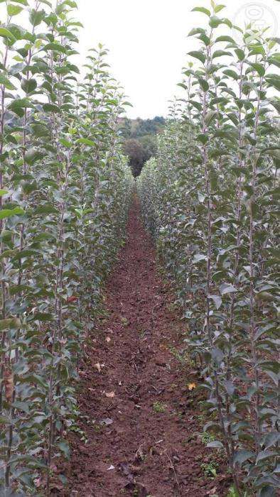 vind pomi fructiferi altoiti