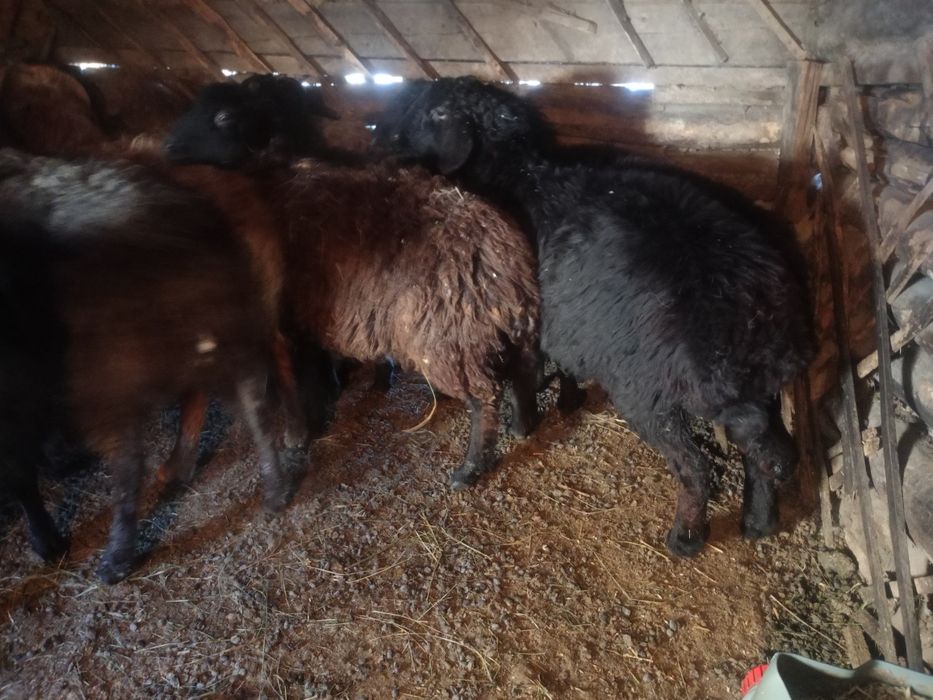 Продам баранов на племя.