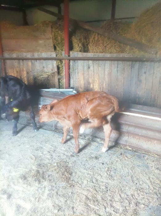 Vitei femela si mascul