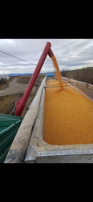 Vand porumb de calitate,grau,orz,mazare,tarata,