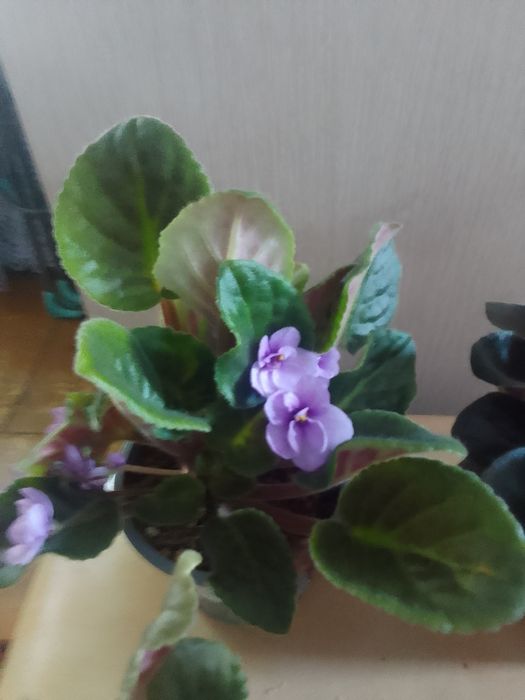 Продам комнатные цветы