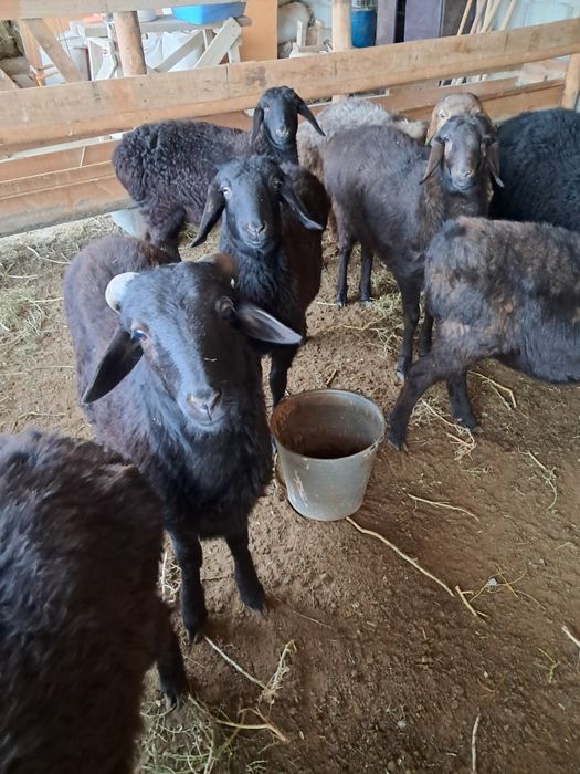 Қозы баран ягнят