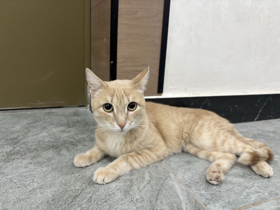 Отдам котенка мальчик