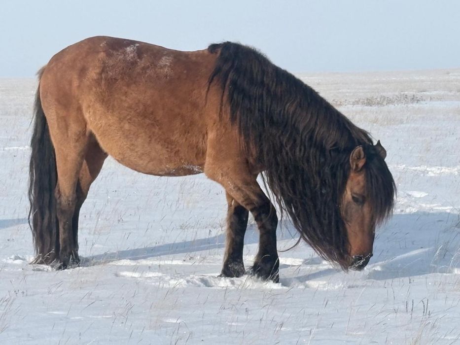 Продам жеребца мұғалжар