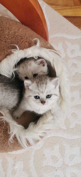 Британска сребърна чинчила