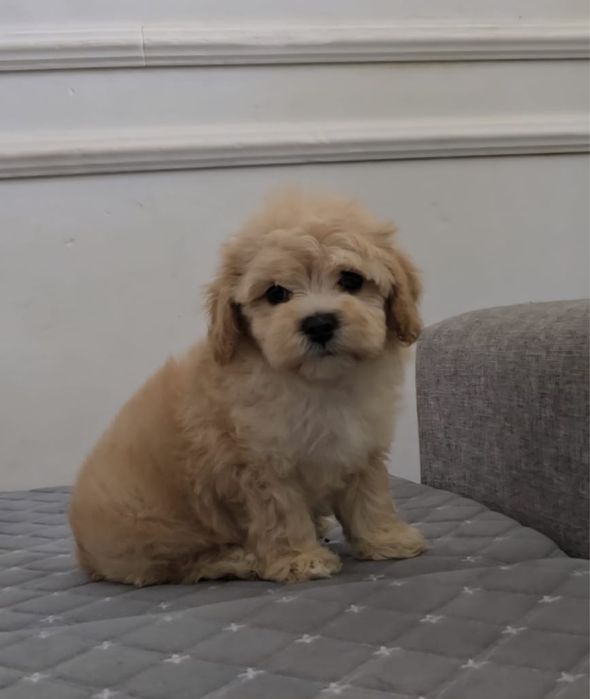 Продам щенков мальтипу