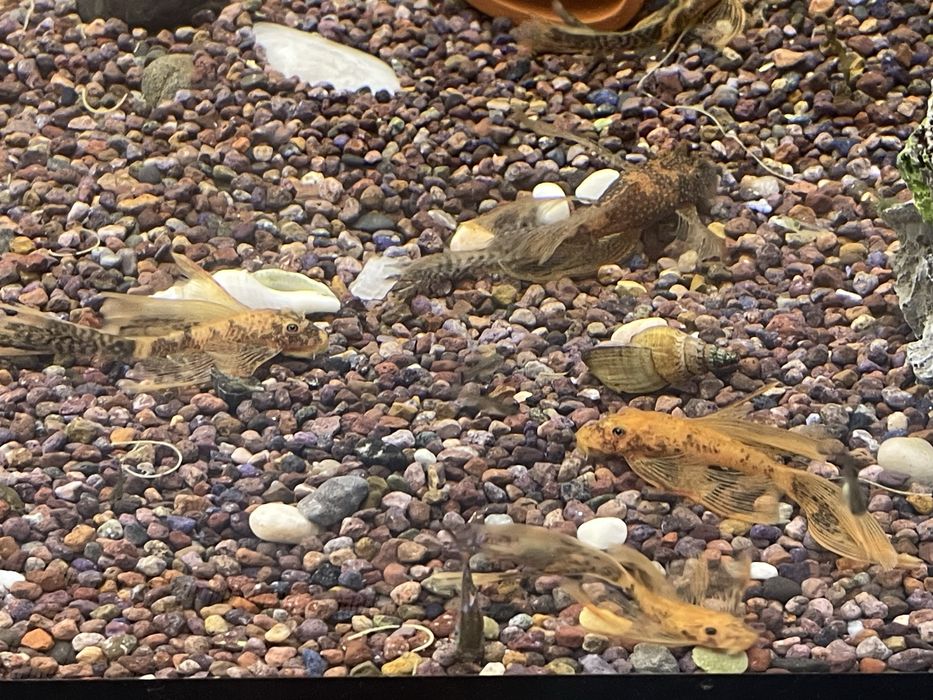 Анциструс вуалевый леопард номерные сомы LDA-016