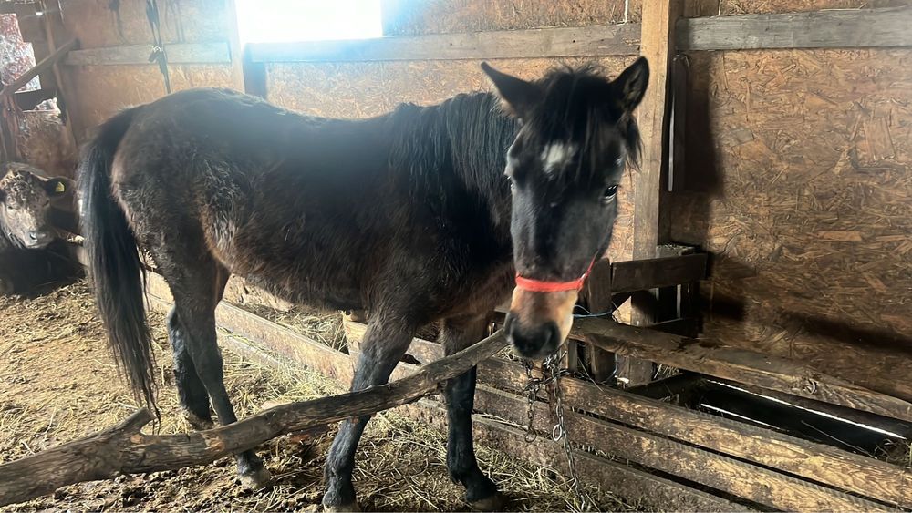 Manza de 2 ani jumate