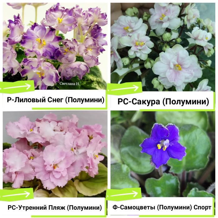 Фиалки сортовые продам