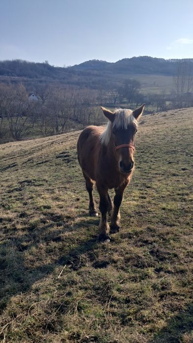 Vând mânză ciocolatie..