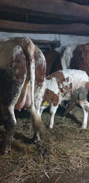 Vand 2 vaci bălțate românești 1 fatata si una gestanta