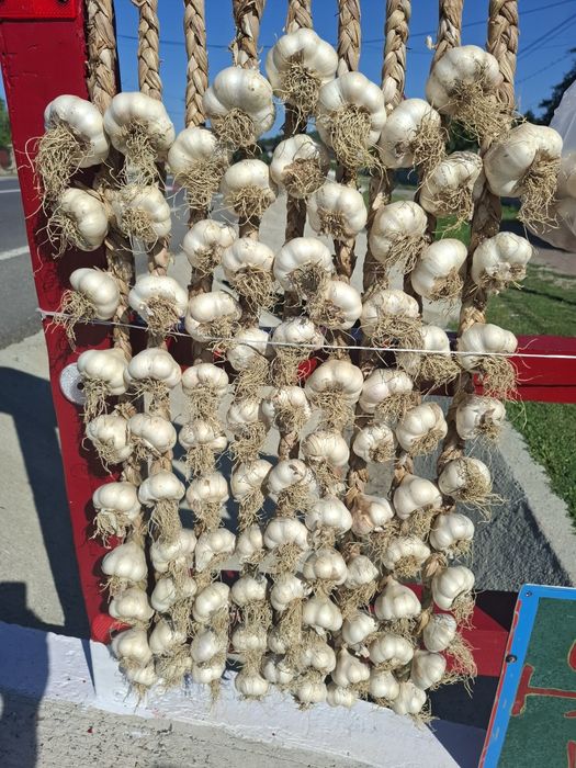 Usturoi Roșu și Alb