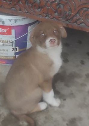 Щенки Бесплатно домашние