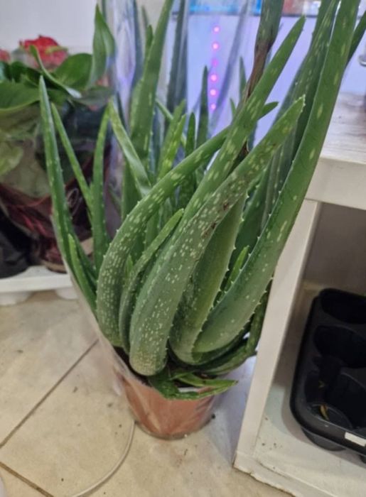 ШЕФЛЕРА  , Алое Вера ,Кализия и Алое