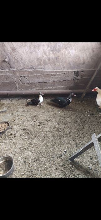 Семья индоуток. .