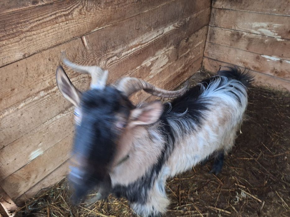 Vând tap  metis    2 ani