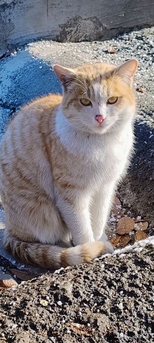 Найден кот рыжий