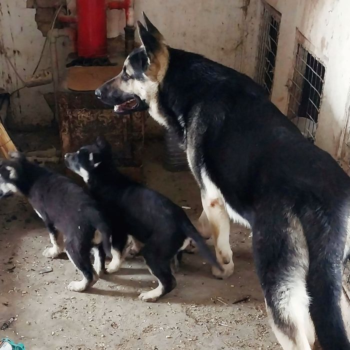 Вязка ВЕО без документов