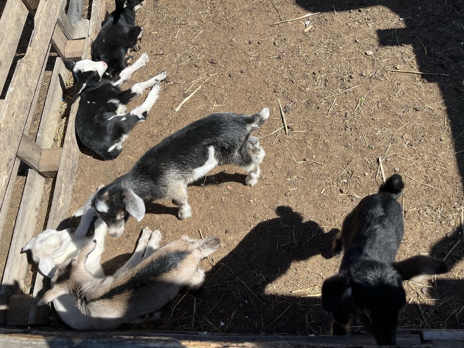 Продам Коз и козлят