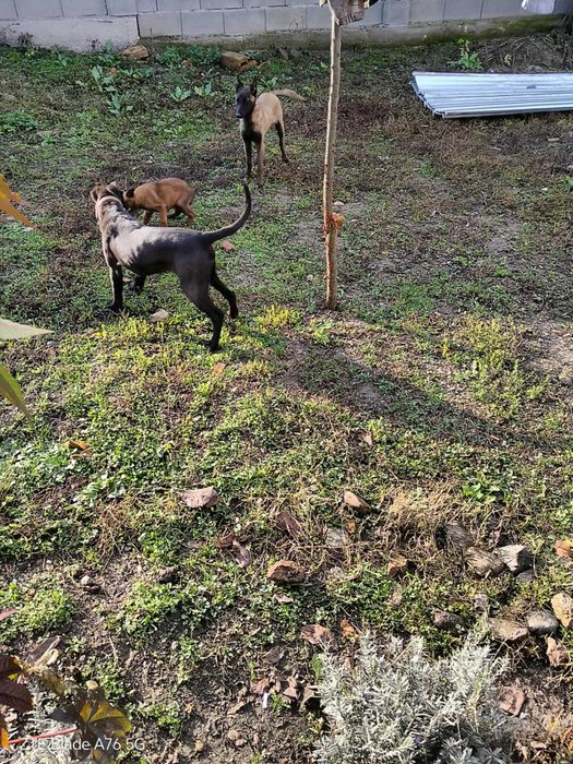 Продавам питбул по договаряне