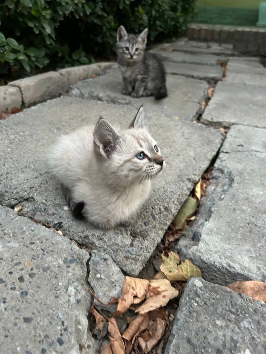 Милый красивый котёнок в добрые руки бесплатно город Самарканд