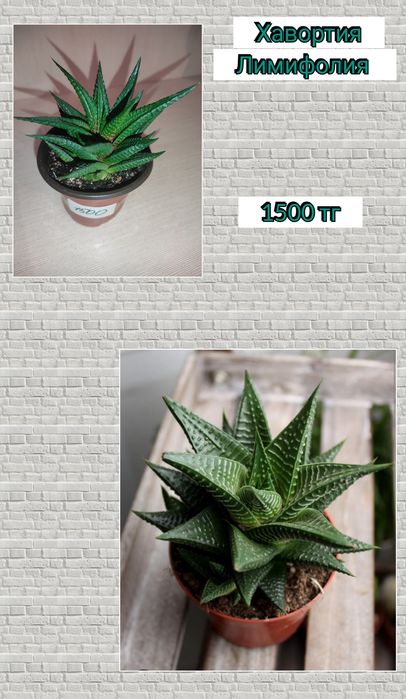 Кактус комнатный цветок