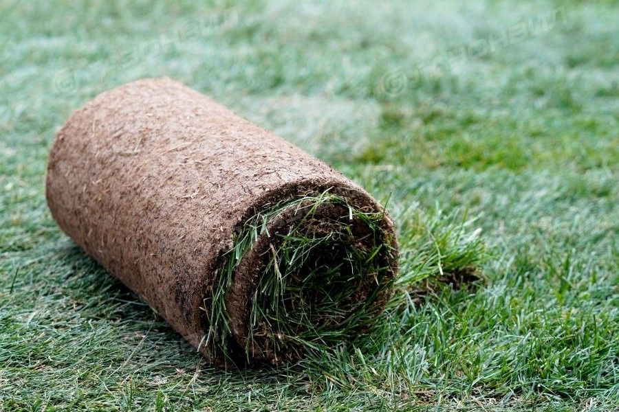 Рулонный газон оптом в большом объеме