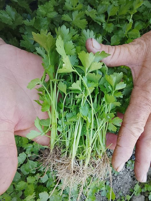 Seldr kochat xurustanli