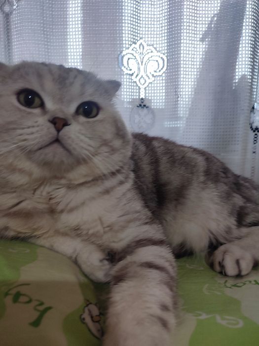 Вязка кота. Скоттиш фолд.
